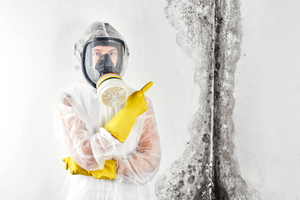 Best Water Damage & Mold Remediation  in University, MS